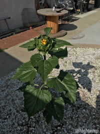 a sunflower plant is growing in a gravel area