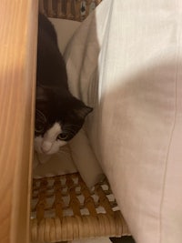 a black and white cat peeking out of a wicker basket
