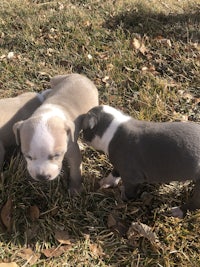 two grey and white puppies playing in the grass