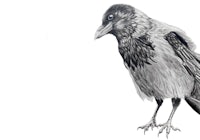 a black and white drawing of a crow