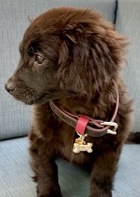 a black puppy with a red collar sitting on a couch