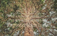 an image of a tree with a quote on it