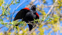a black and red bird perched on a branch