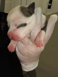 a person holding a small puppy in a glove