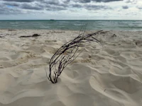 a plant on a sandy beach with a cloudy sky