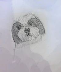 a drawing of a shih tzu