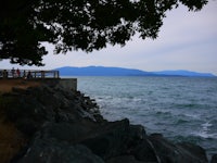 a tree near a body of water