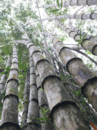 a group of bamboo trees in a forest
