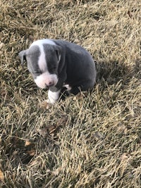 a black and white puppy laying in the grass