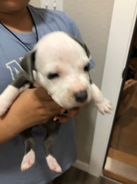 a woman holding a small grey and white puppy