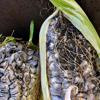 two cobs of corn on the ground
