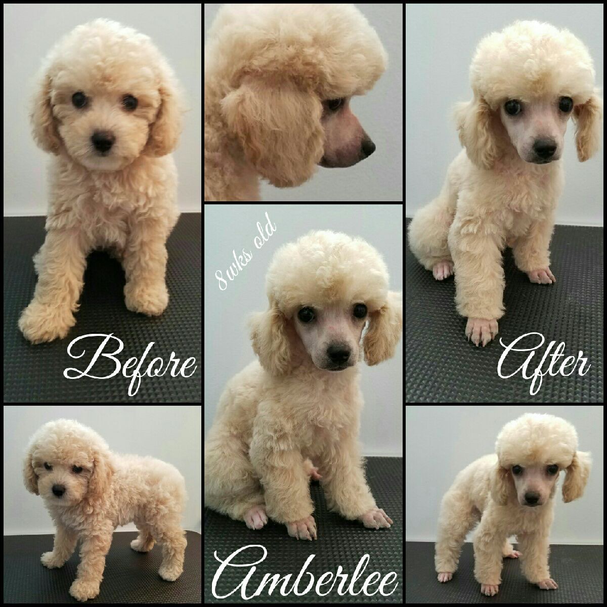 ckc toy poodle