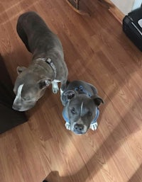 person, an adoptable pit bull terrier & chihuahua in san diego, ca