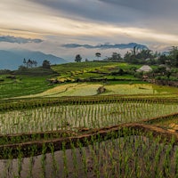 a field of rice with a mountain in the background