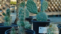 a group of cactus plants in black pots