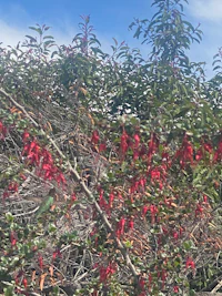 red berries on a bush against a blue sky