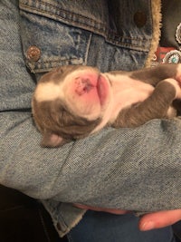 a person is holding a puppy in their arms