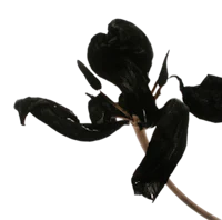 a black flower on a stem against a black background