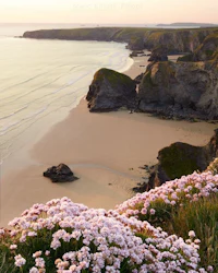pink flowers on a cliff overlooking a beach