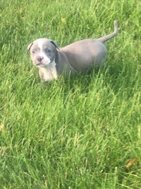 a small grey puppy standing in the grass