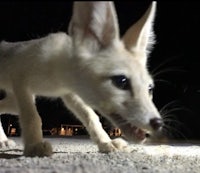 a white fox walking on the ground at night