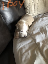 a puppy laying on a couch with the words i boy