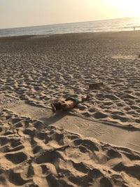 a person laying on the sand at the beach