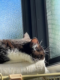 a black and white cat laying on a towel in front of a window