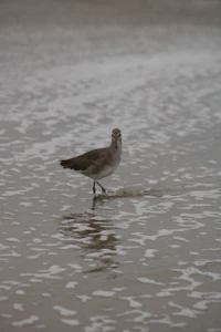 a bird is standing in the water