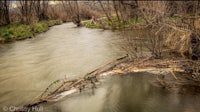 an image of a river in a wooded area