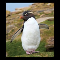 a penguin is standing on top of a rock