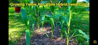 growing yellow and white hybrid corn