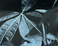 a black and white photo of a leaf