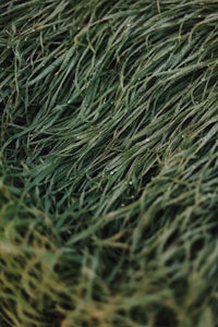 a close up of a pile of grass
