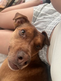 a brown dog laying on a woman's lap