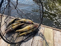 Rainy Lake Limit 