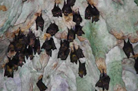a group of bats hanging on the side of a rock