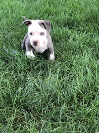 a small grey and white puppy standing in the grass