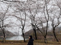 a woman is standing near a lake with cherry trees in bloom