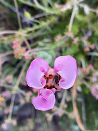 a pink flower with a bee on it