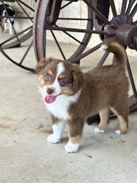 a brown and white puppy standing next to a wheel