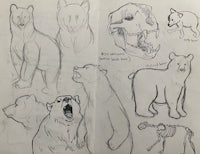 a sketchbook with drawings of bears and skeletons