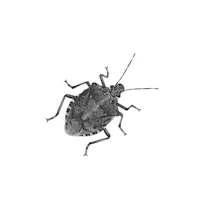 a black and white image of a bug on a white background