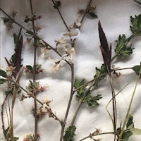 a bunch of flowers and leaves on a white cloth