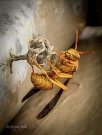 a wasp is sitting on top of a piece of metal