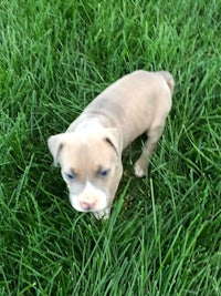 a small puppy is standing in the grass