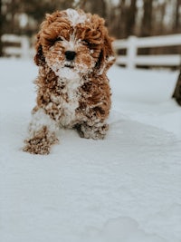 a brown and white poodle puppy in the snow