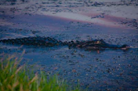 a large alligator in the water