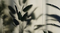 shadows of plants on a wall
