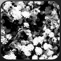 a black and white photo of flowers